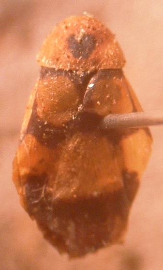 Holocompsa zapoteca