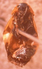Holocompsa zapoteca