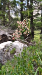 Luzula luzuloides rubella