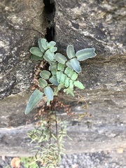 Pellaea atropurpurea