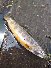 Salvelinus fontinalis fontinalis