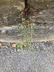 Pellaea atropurpurea