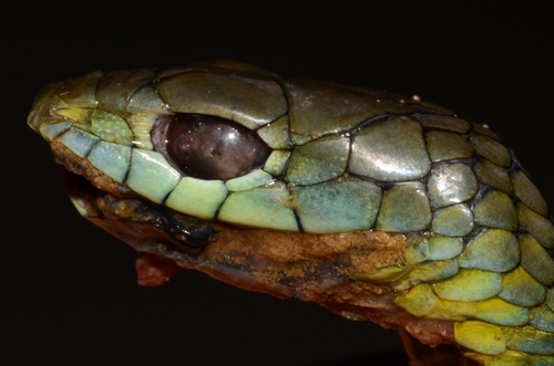 Black Tree Snake