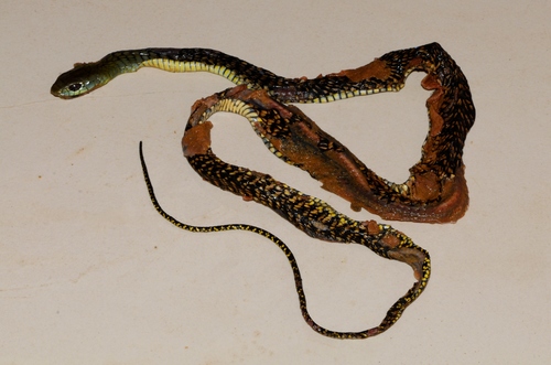 Black Tree Snake