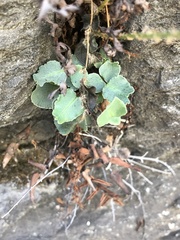 Pellaea atropurpurea