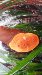 Aldisa sanguinea