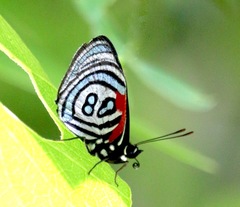 Diaethria kolyma