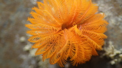 Eudistylia polymorpha