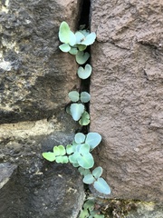 Pellaea atropurpurea