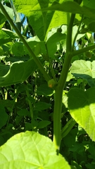 Abutilon theophrasti
