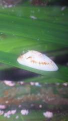 Tectura paleacea