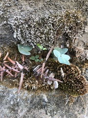 Pellaea atropurpurea