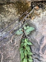 Pellaea atropurpurea