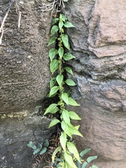 Parietaria pensylvanica