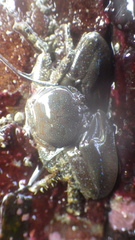 Petrolisthes manimaculis
