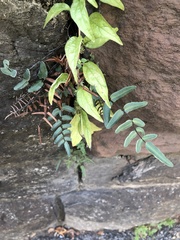 Pellaea atropurpurea