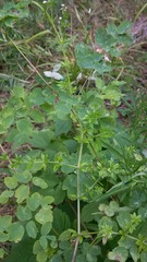 Galium asprellum