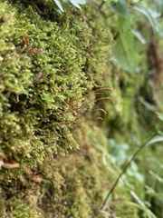 Pseudocampylium radicale