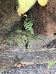 Pellaea atropurpurea