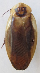 Blaberus craniifer