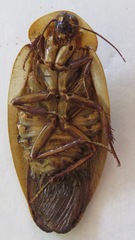 Blaberus craniifer