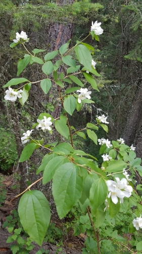 Philadelphus lewisii