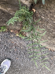 Pellaea atropurpurea