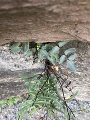 Pellaea atropurpurea