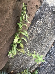 Parietaria pensylvanica