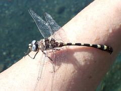 Macromia magnifica