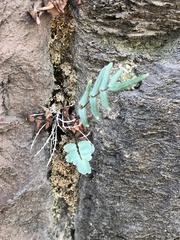 Pellaea atropurpurea