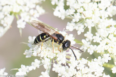 Aphilanthops frigidus