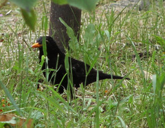 Turdus merula