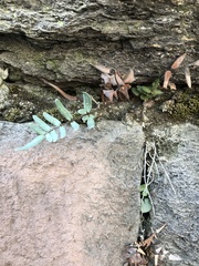 Pellaea atropurpurea