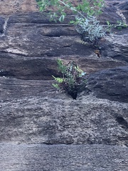 Pellaea atropurpurea