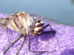 Macromia magnifica