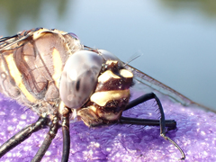 Macromia magnifica