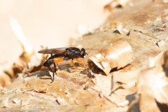 Chalcosyrphus curvaria
