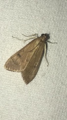 Uresiphita gilvata