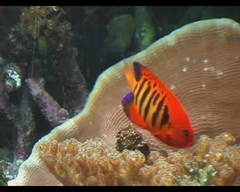 Centropyge loriculus