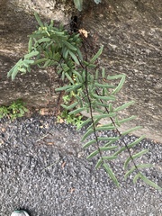 Pellaea atropurpurea