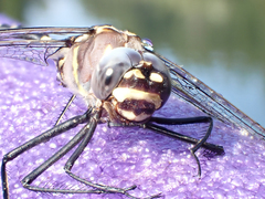 Macromia magnifica