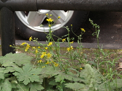 Senecio inaequidens