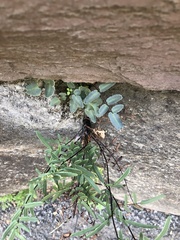 Pellaea atropurpurea