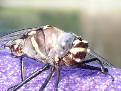Macromia magnifica