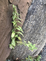 Parietaria pensylvanica