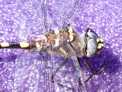 Macromia magnifica