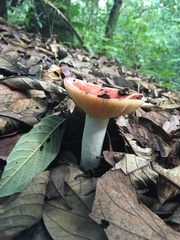 Russula mexicana