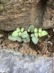 Pellaea atropurpurea