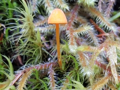 Mycena strobilinoidea
